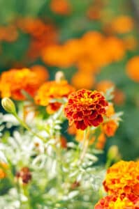 Orange French marigolds flower blooms growing in the sunlight