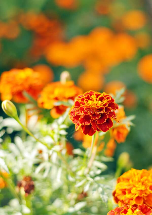 Orange French marigolds flower blooms growing in the sunlight