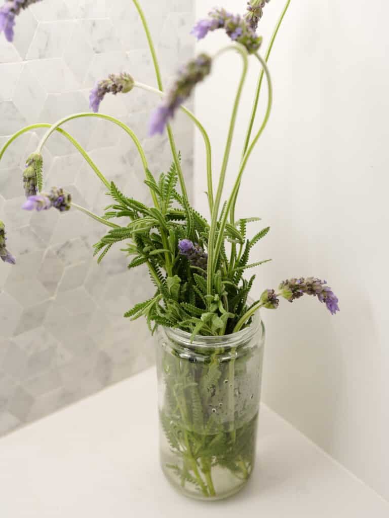 culinary lavender plant in glass jar filled with water sitting on white countertop