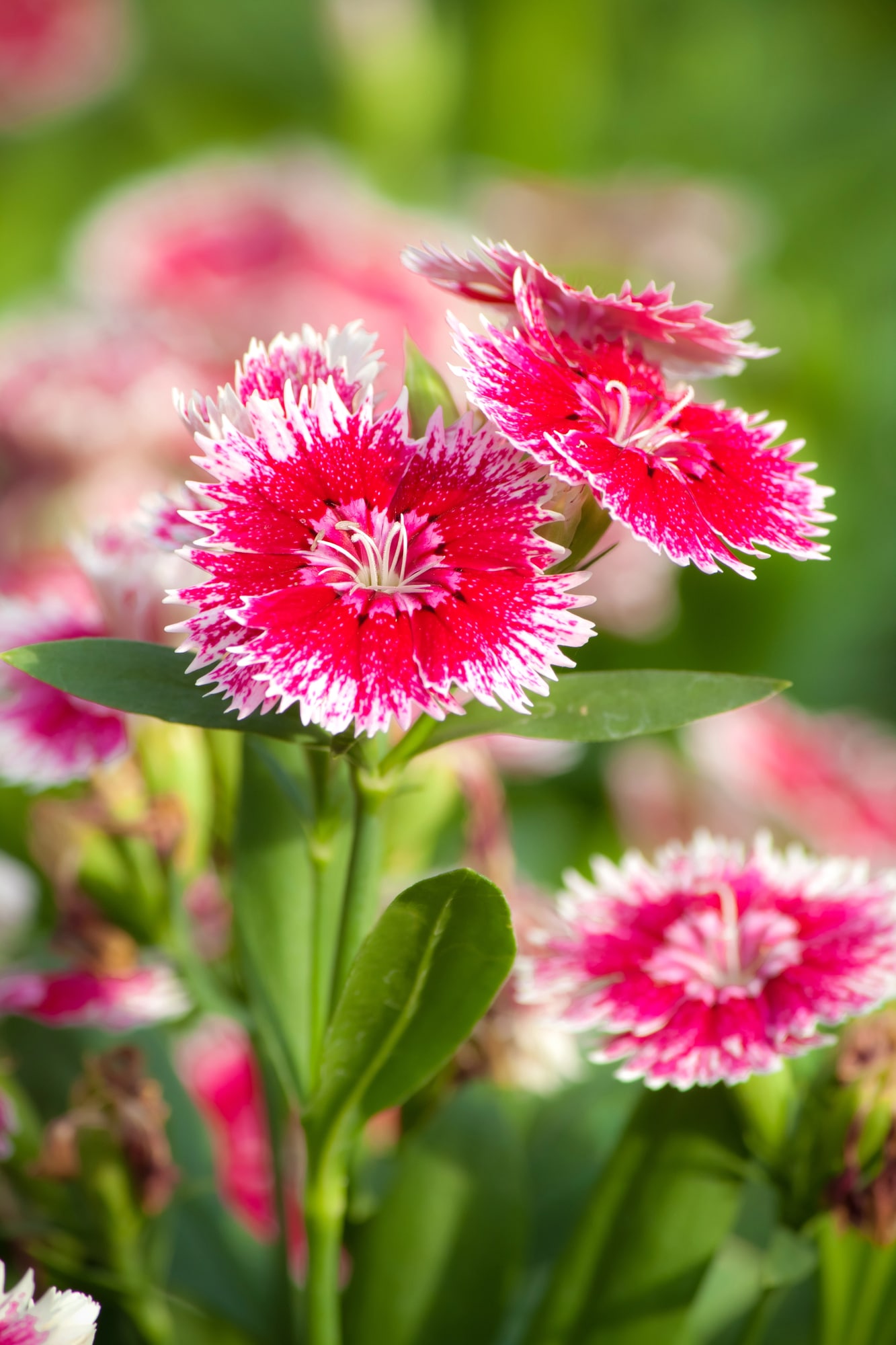 The 12 Best Flowers for Container Gardening