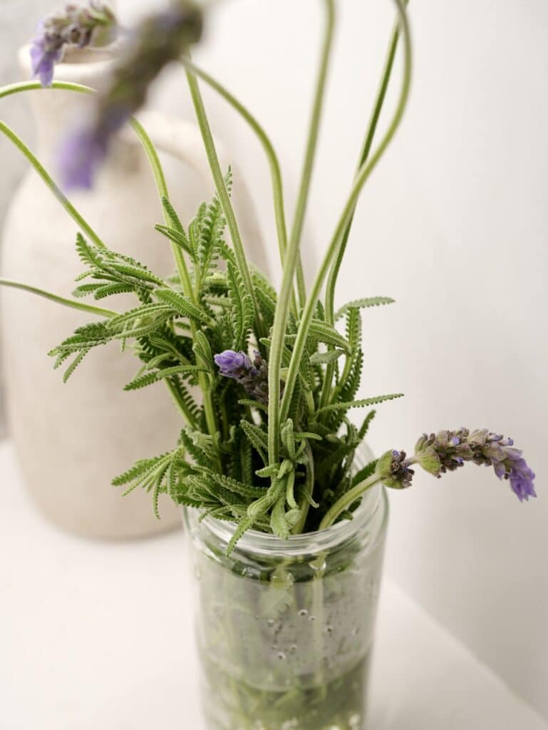 Culinary lavender herb growing in glass jar of water on white kitchen countertop