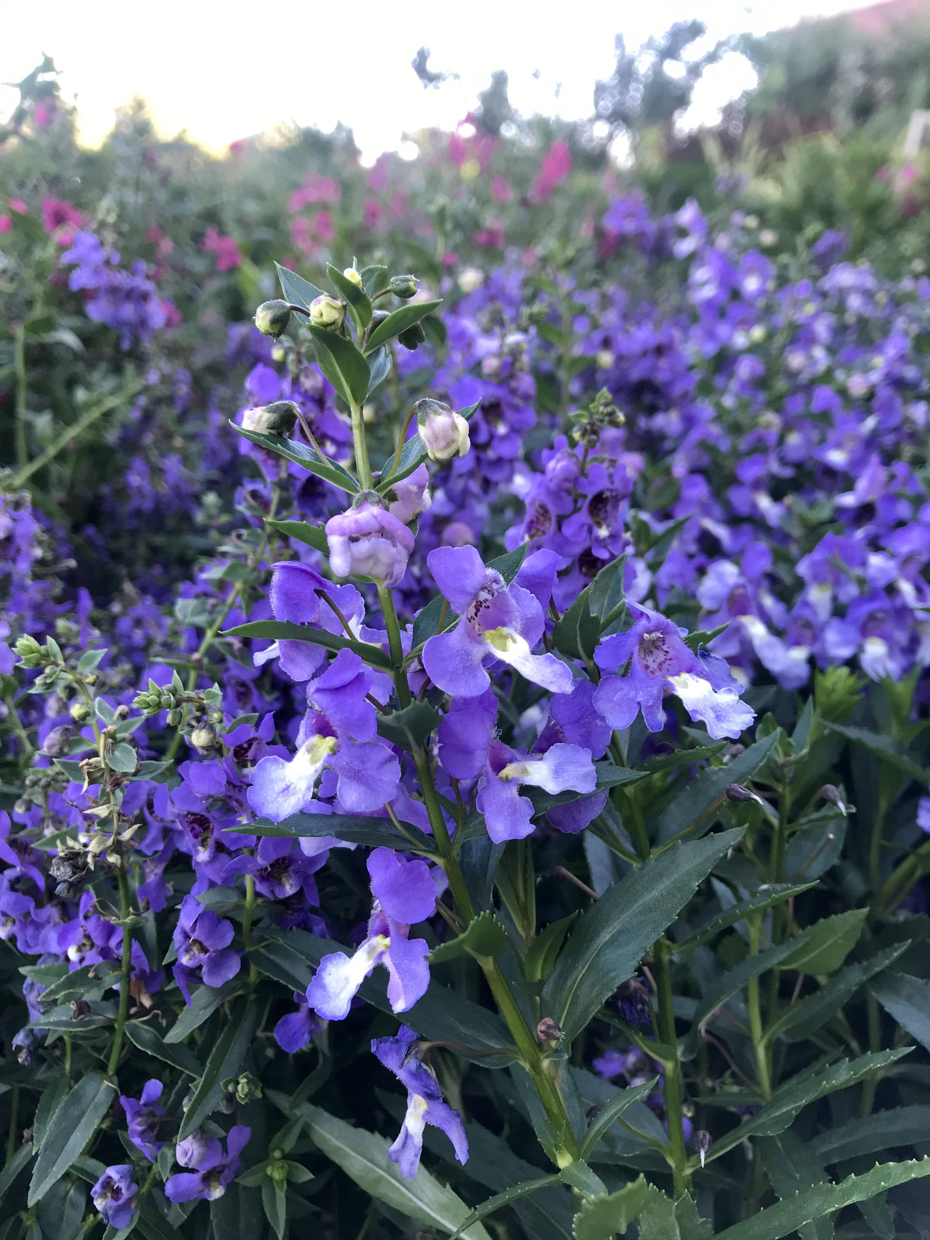 Angelonia Purple Flower grows upright on thin stem