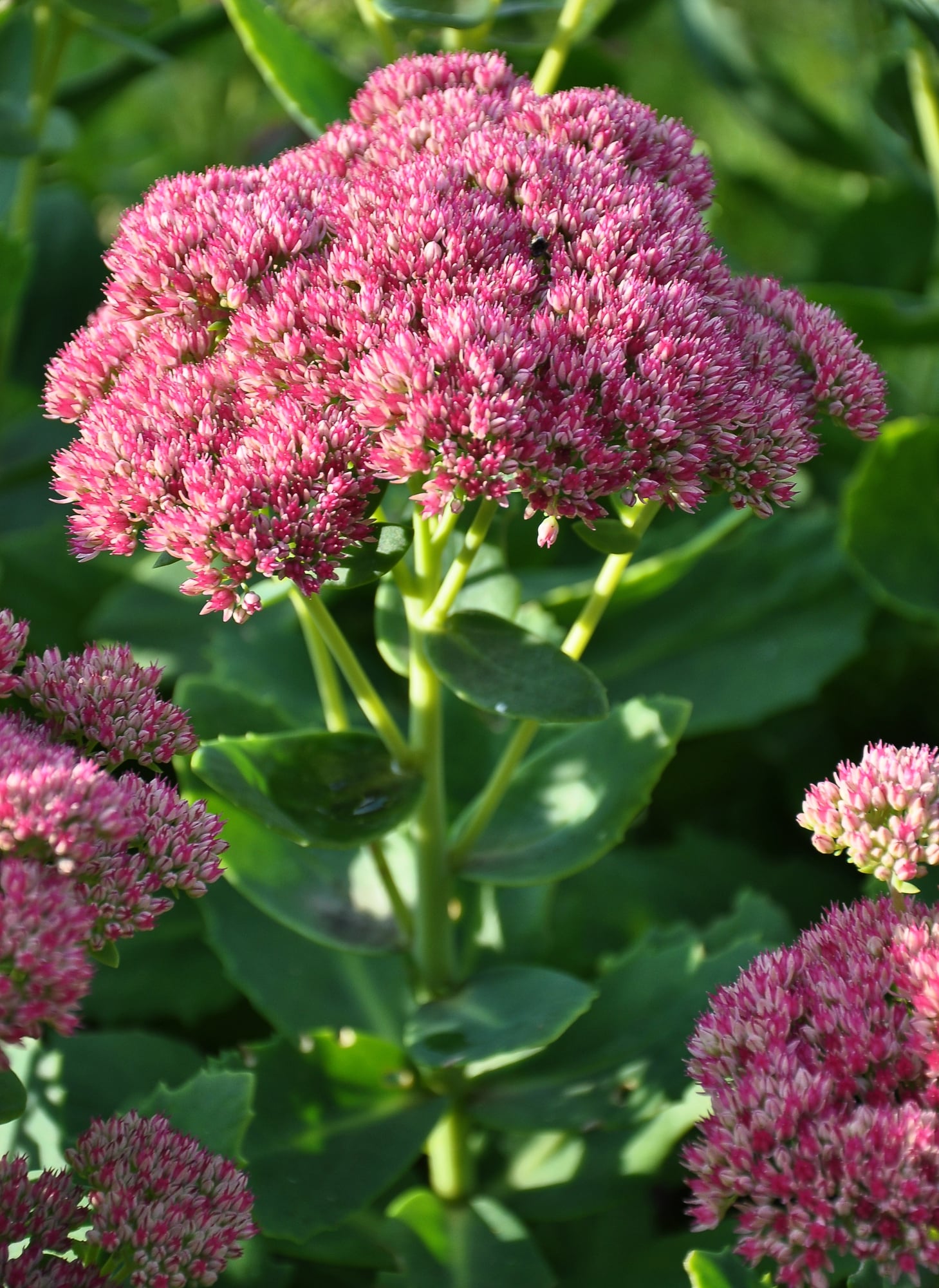 Autumn Joy Sedum Stonecrop