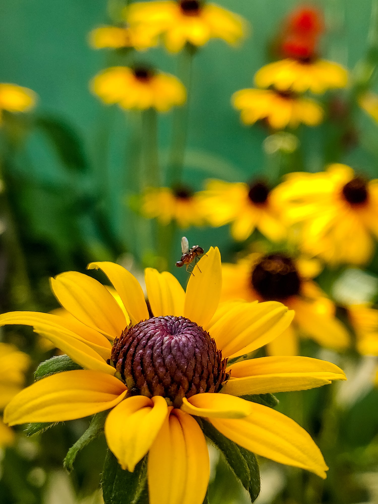 Black eyed Susan yellow flowers with brown center