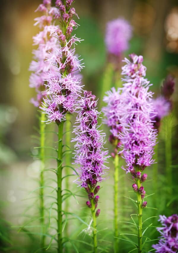 Blazing start perennial flower with upright green stems and purple flower picks