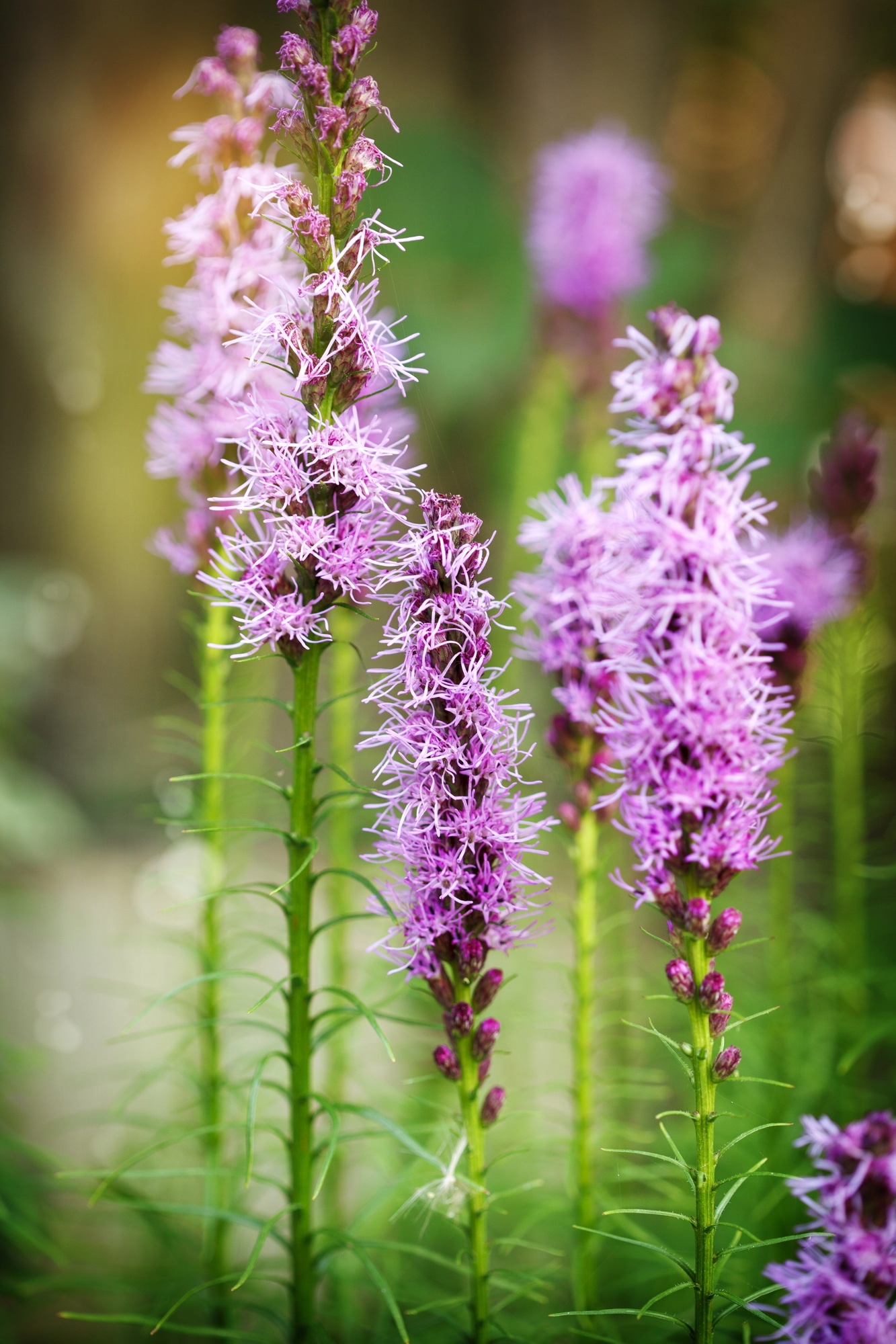 Blazing start perennial flower with upright green stems and purple flower picks