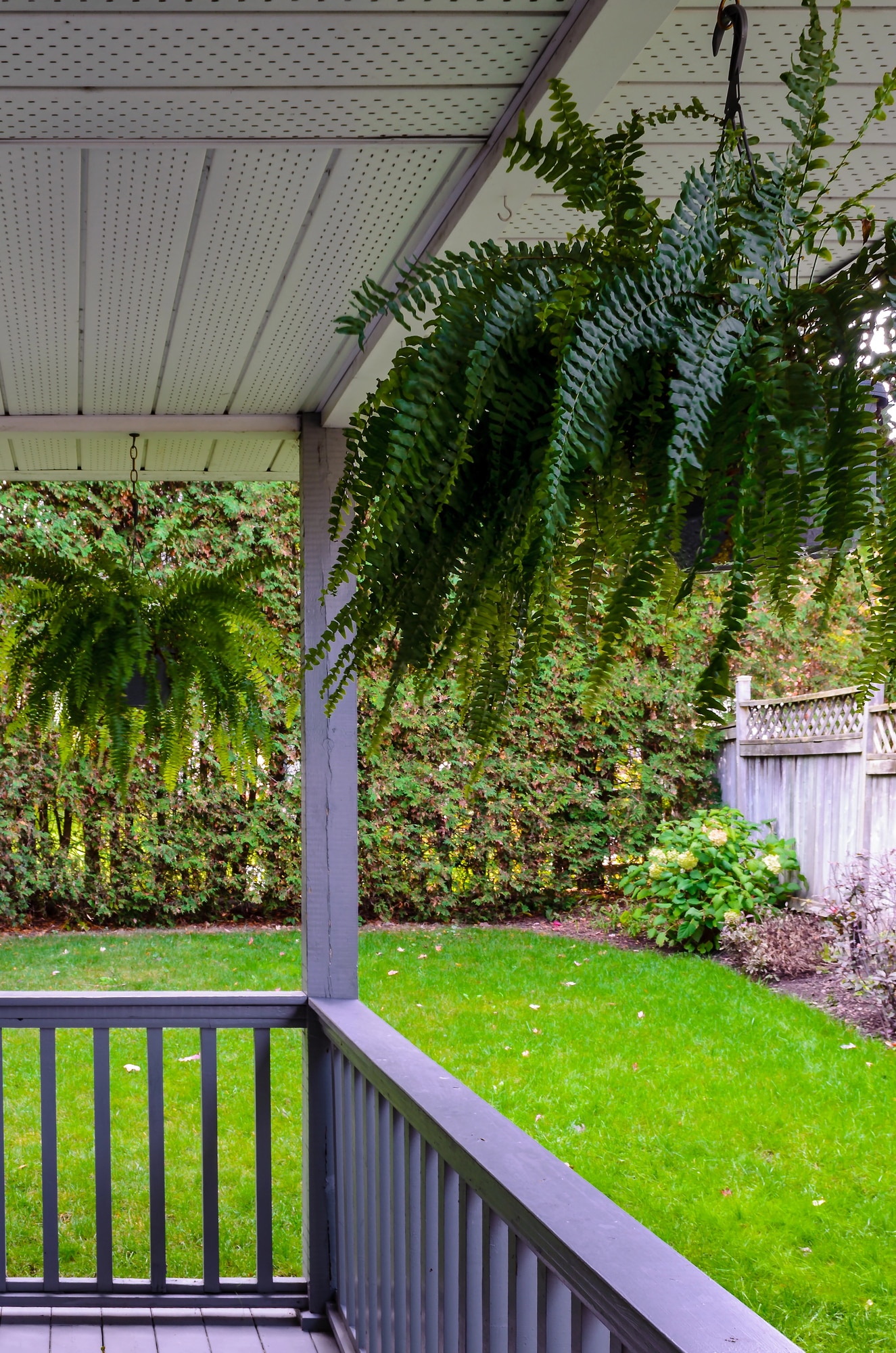 Boston Fern growing in hanging baskets