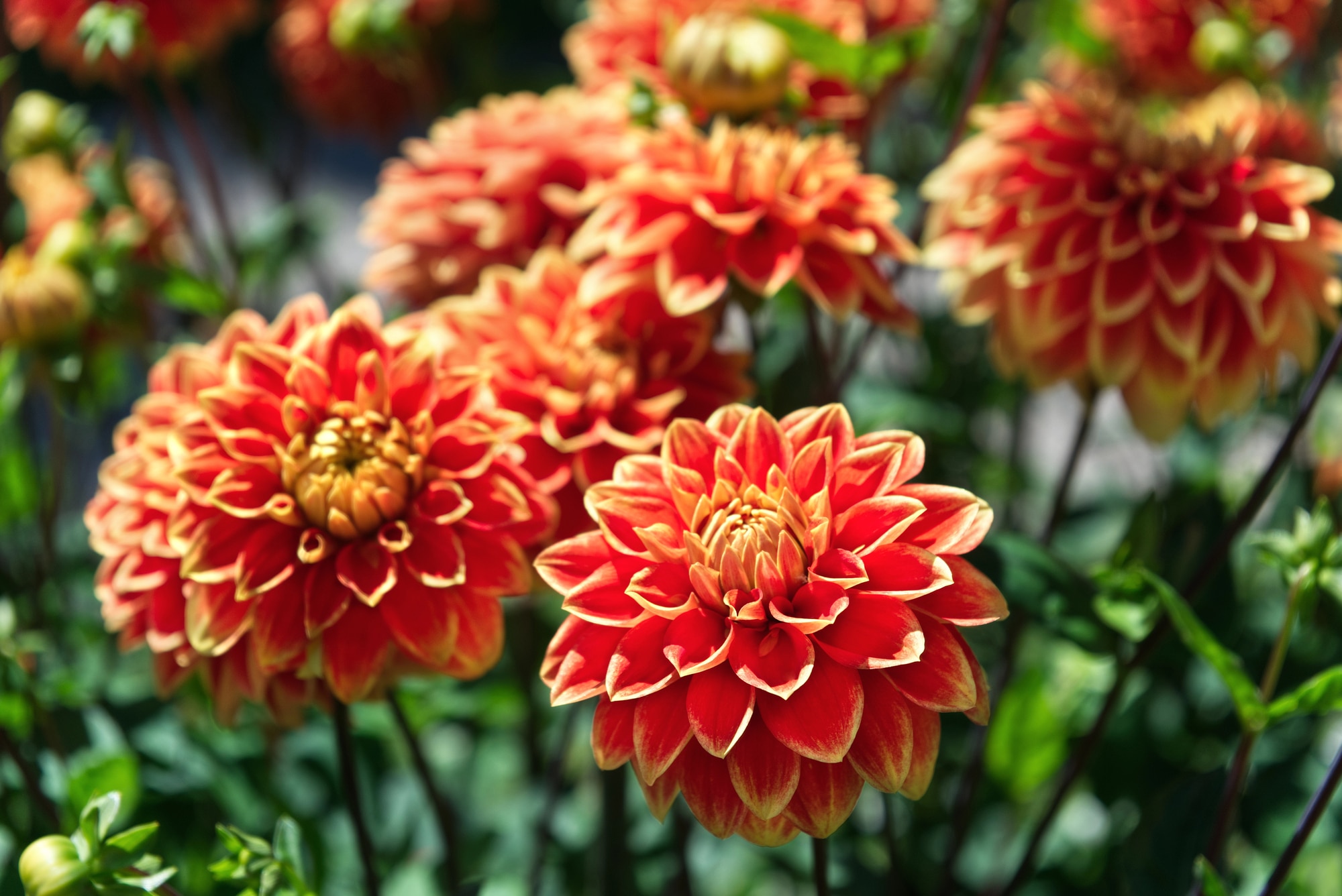 Orange and yellow dahlia flowers growing on thing green stems