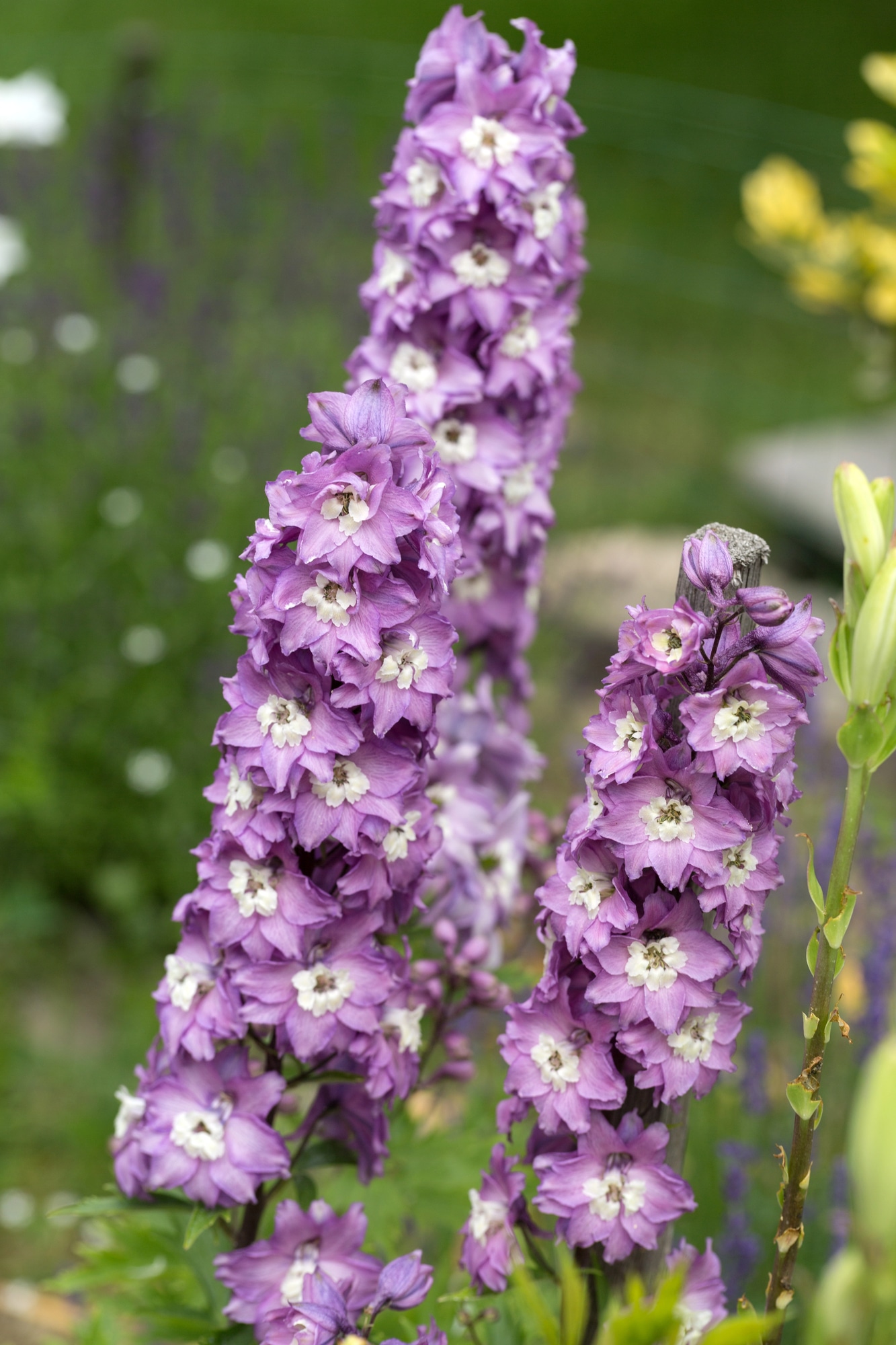 Delphinium flower spikes of small flowers growing upright on thin green stems