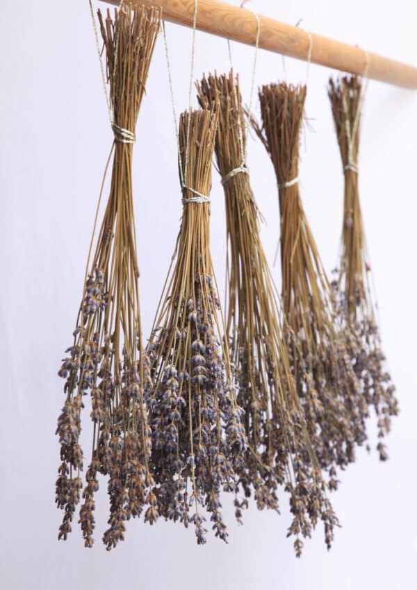 Lavender flower bushels hanging upside down on wooden pole