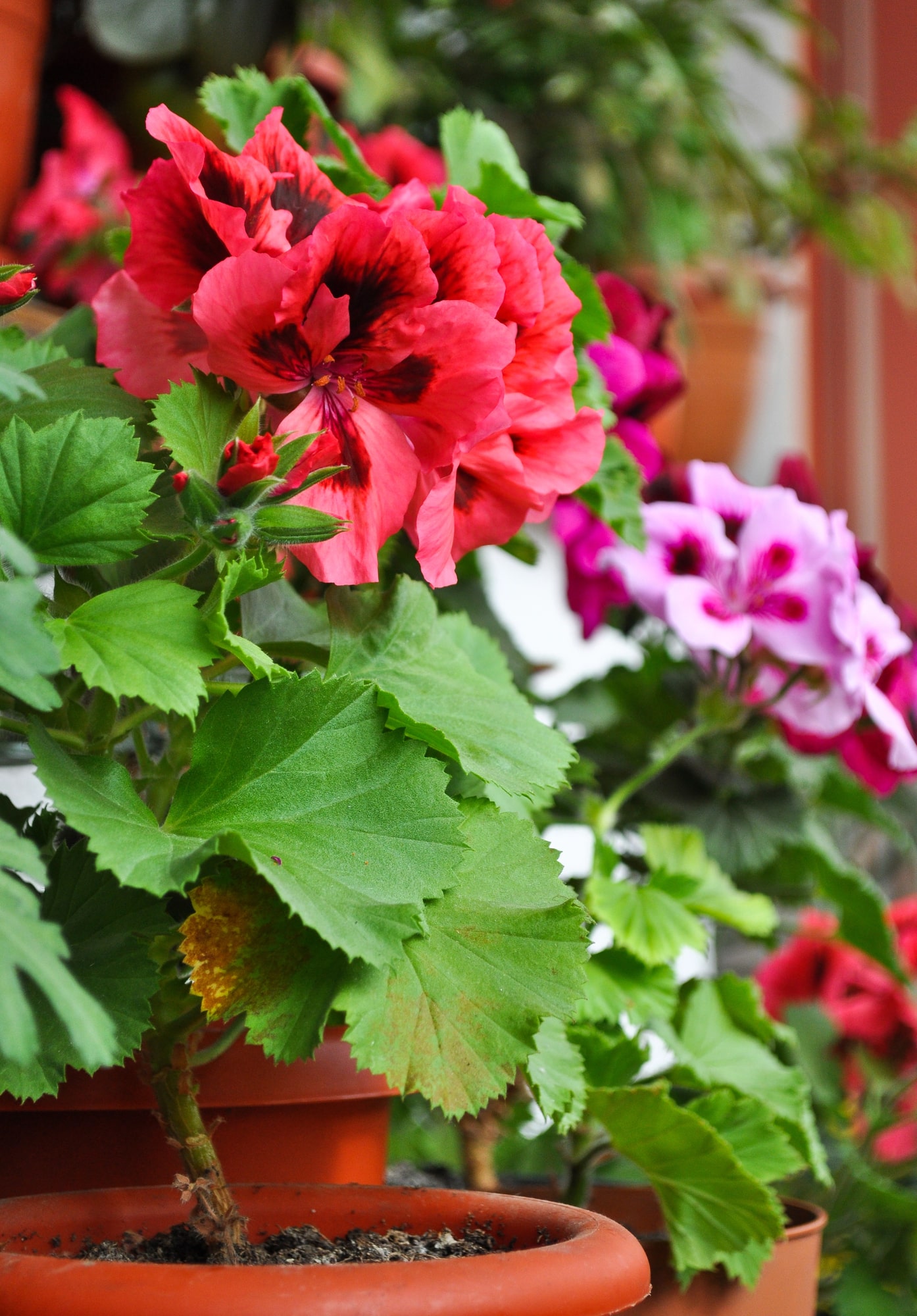Red and Purple Ivy Geranmium flowers growing in posts