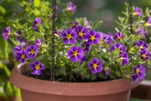 Purple and yellow million bell flowers growing in terra cotta plant
