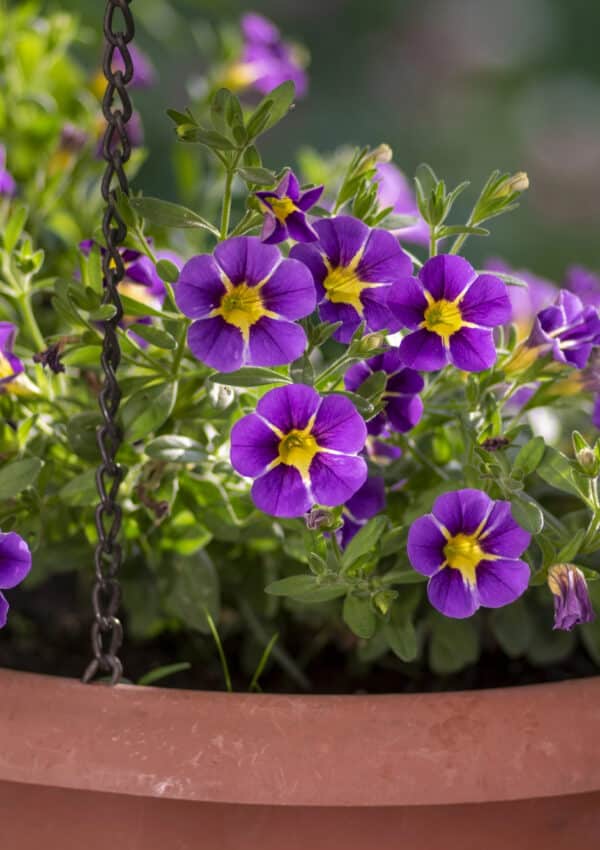 Purple and yellow million bell flowers growing in terra cotta plant