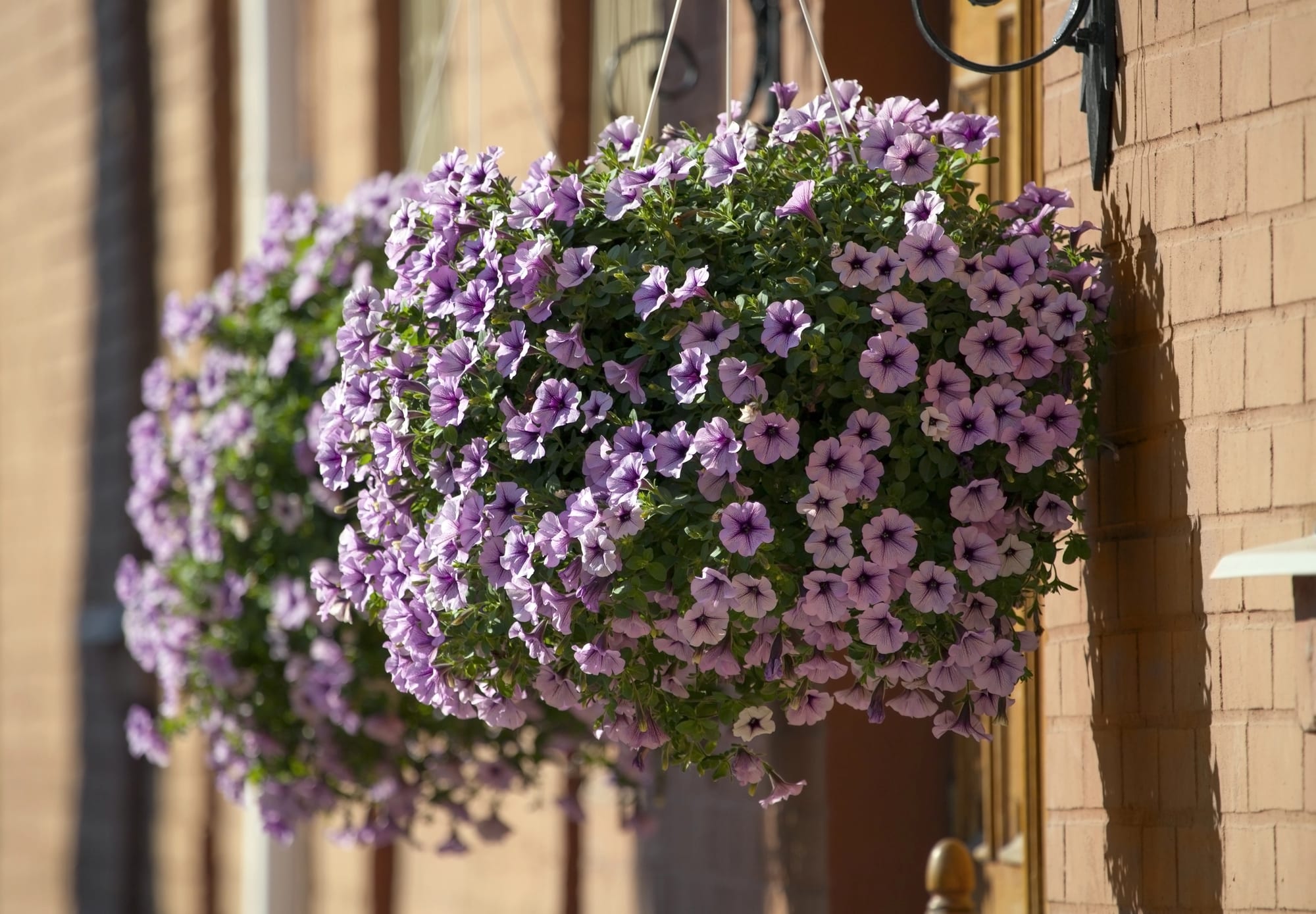 Purple petunias growing in hanging basket