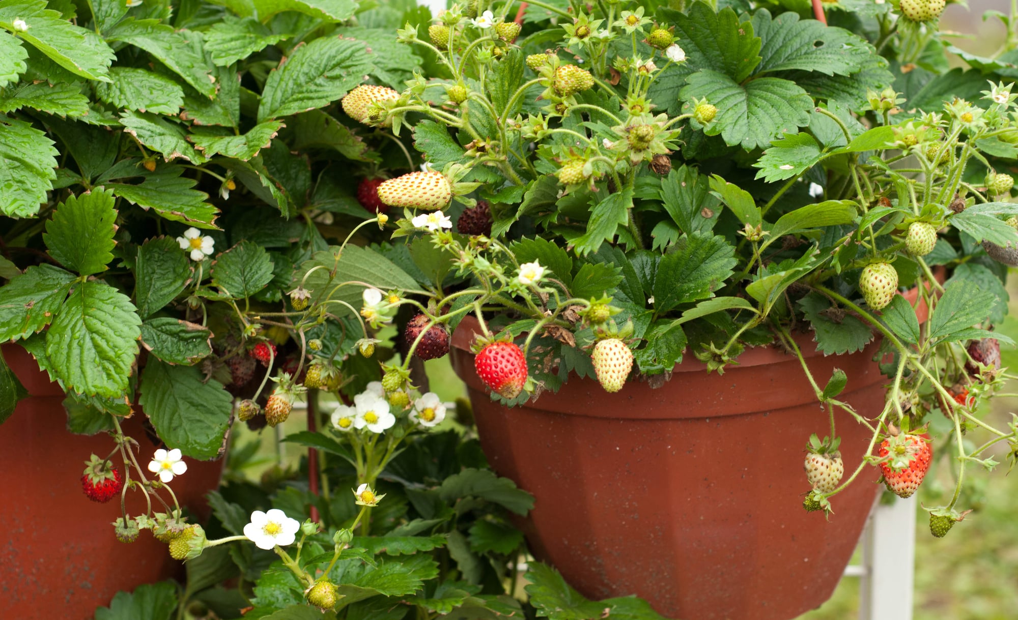 Strawberry plants in containers