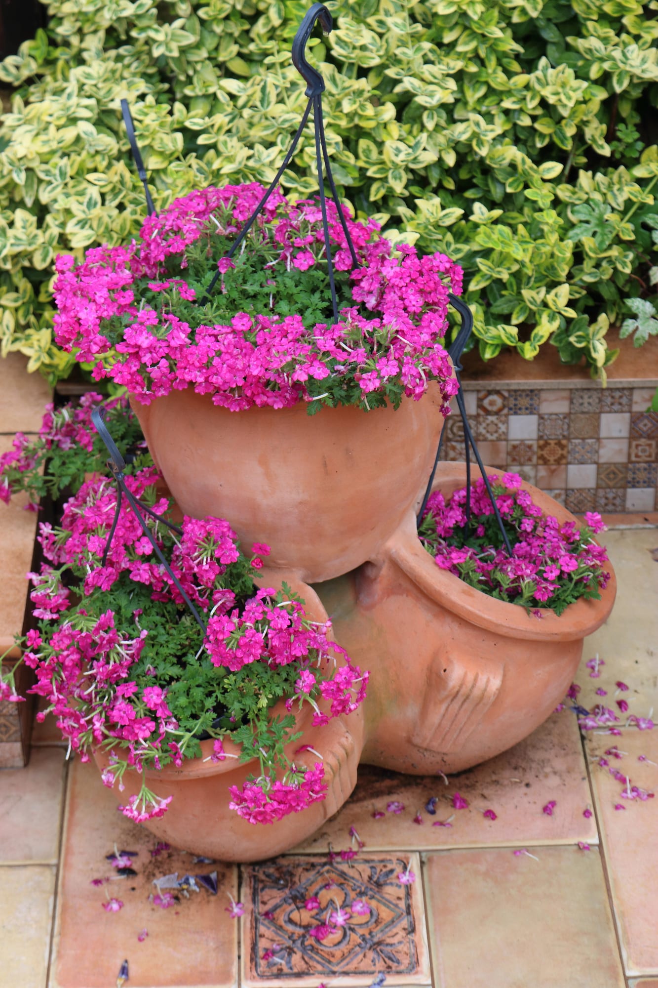 Pink purple verbena flowers growing in clay pots and hanging basket