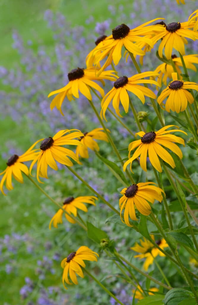 Tall black eyed susan plants with green stems and yellow petals with brown centers