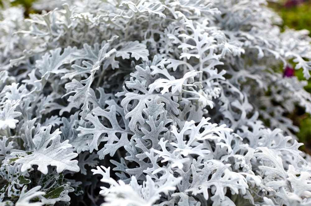 Dusty Miller plant with frosted white leaves