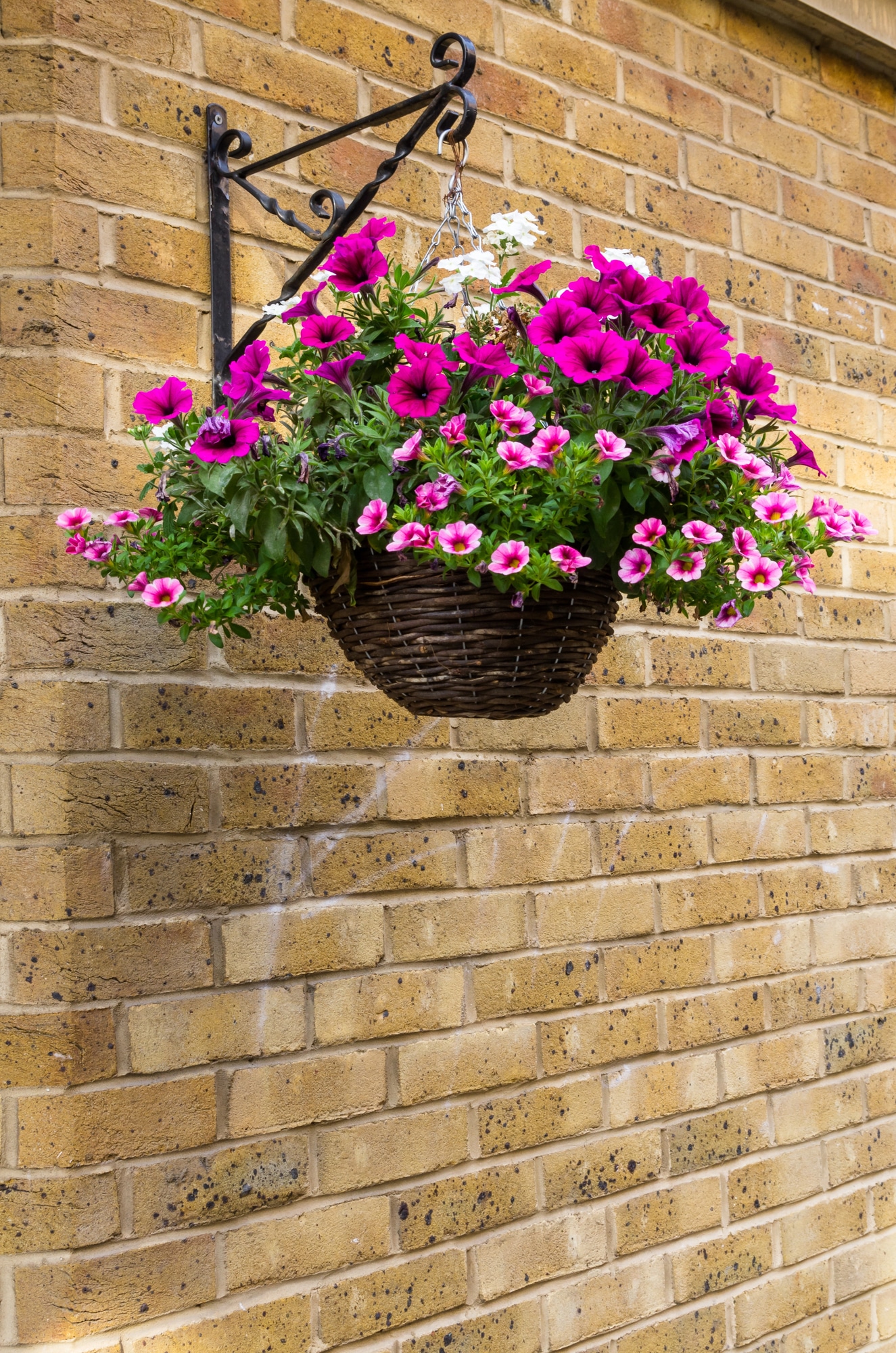 Hanging baskets filled with petunia flowers