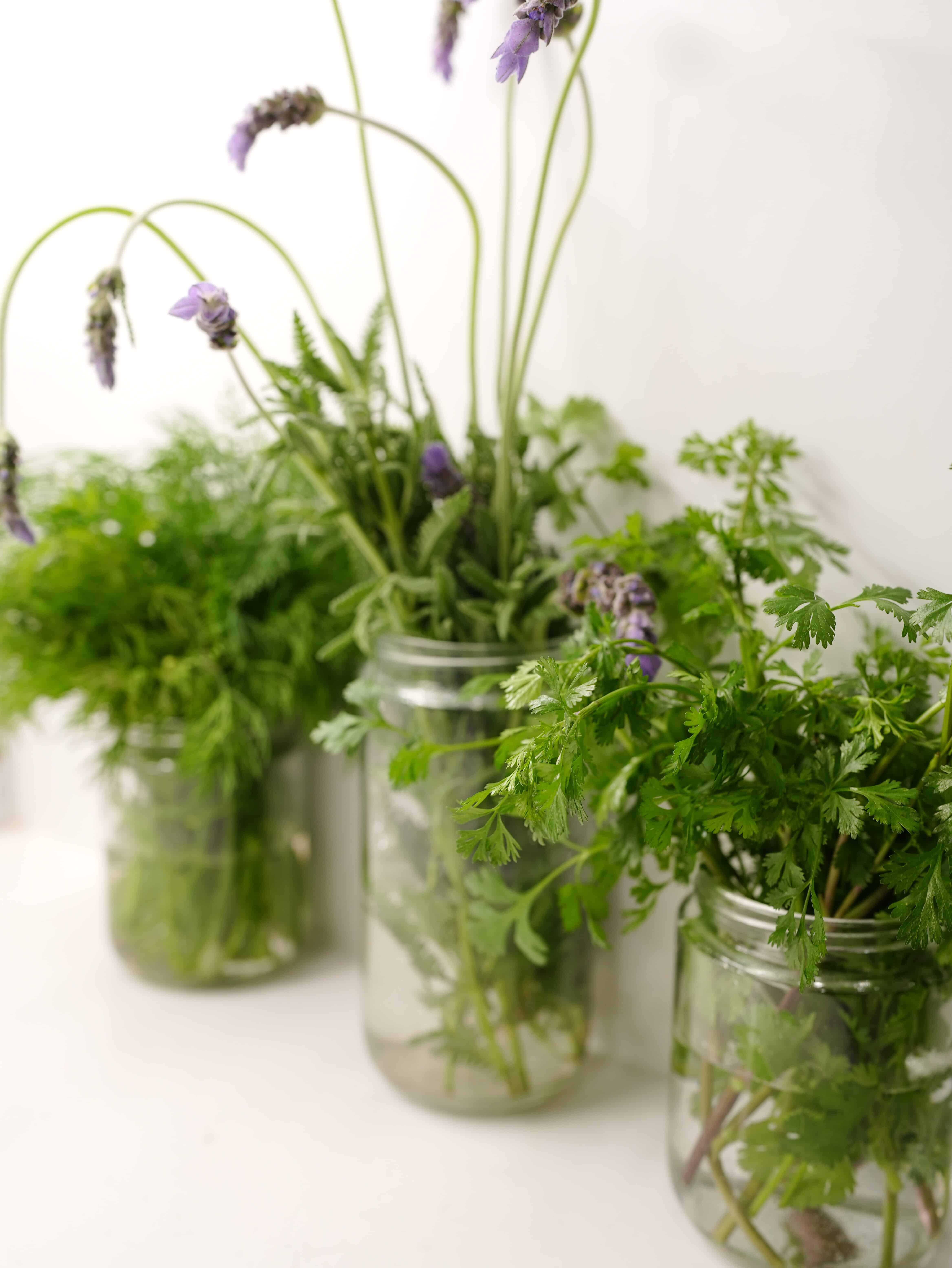 Fresh culinary herbs growing in glass jars on kitchen counter. Lavender, dill, and cilantro.