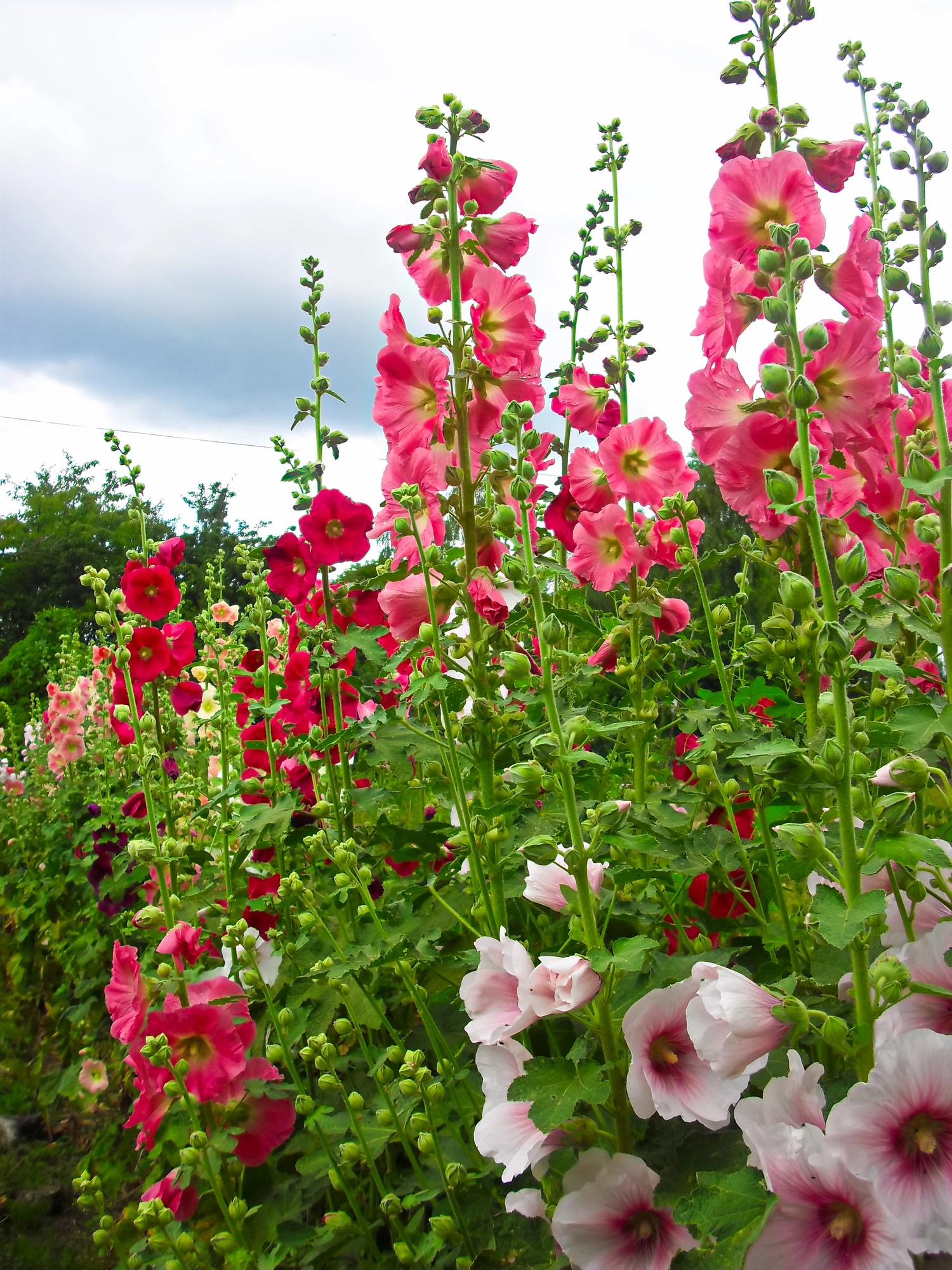 Hollyhock flowers growing a yard. Tall thin stems grow clusters of upright pin and red flowers.
