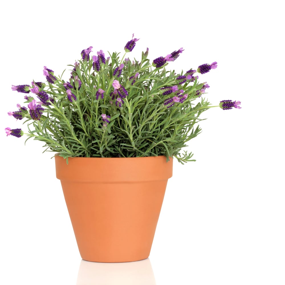 Lavender flower planted in terracotta pot