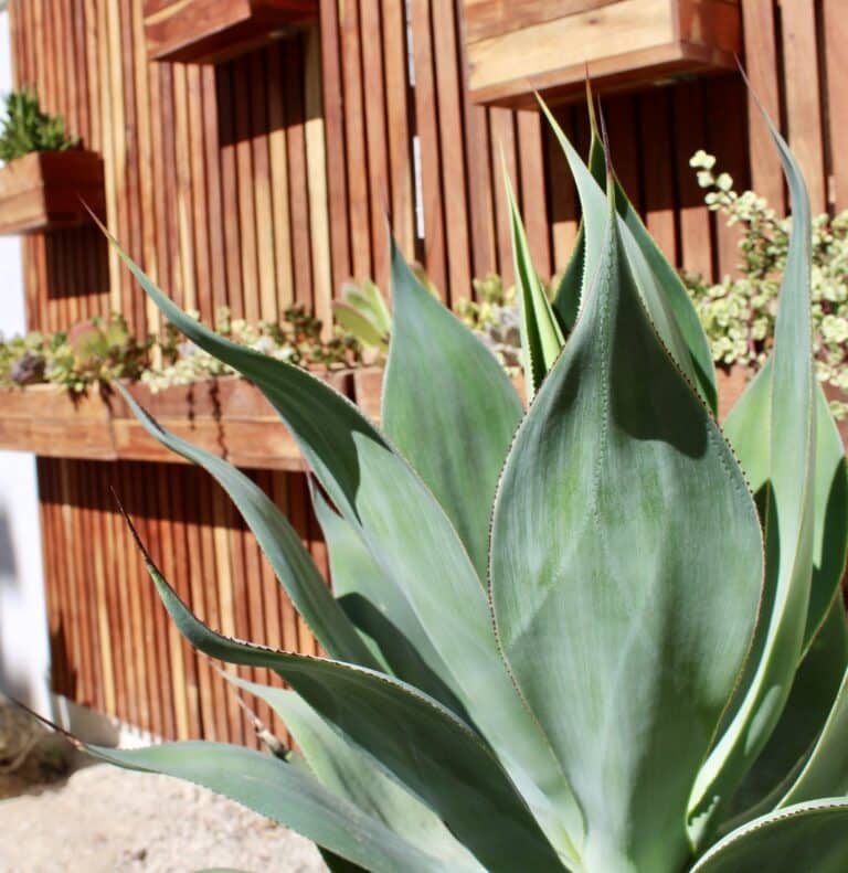 Agave succulent plant in front of wooden succulent wall