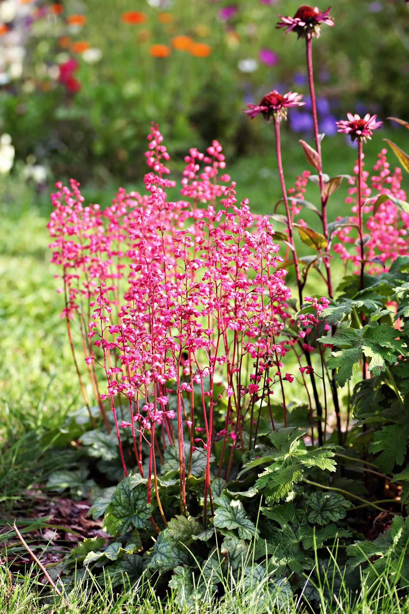 Coral bells with pink flower spikes