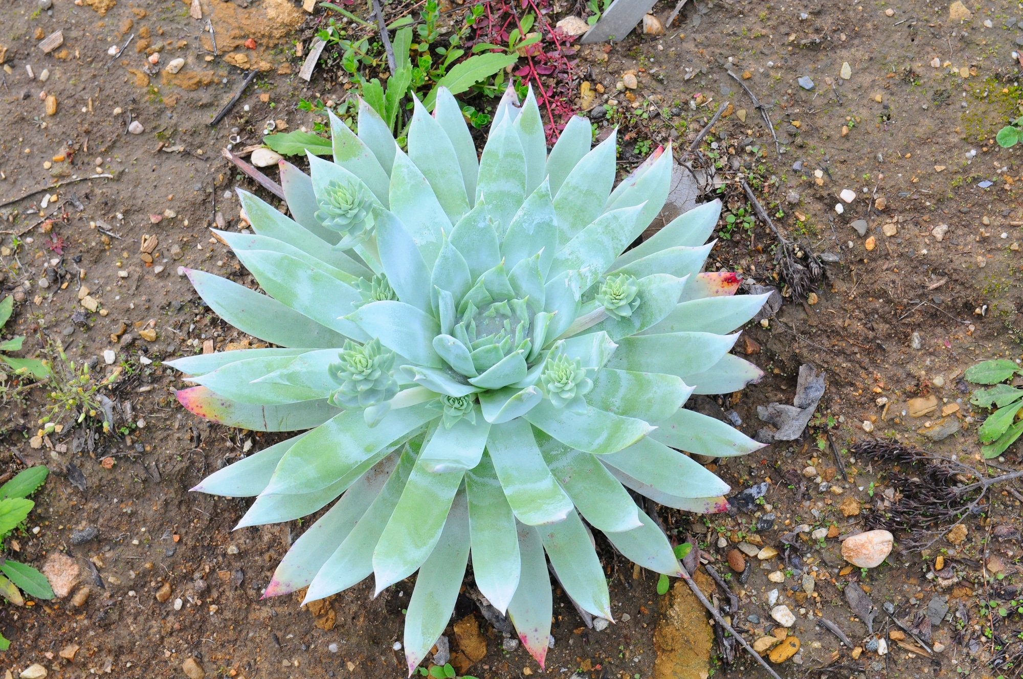 Dudleya Succulent plant blue green leaves