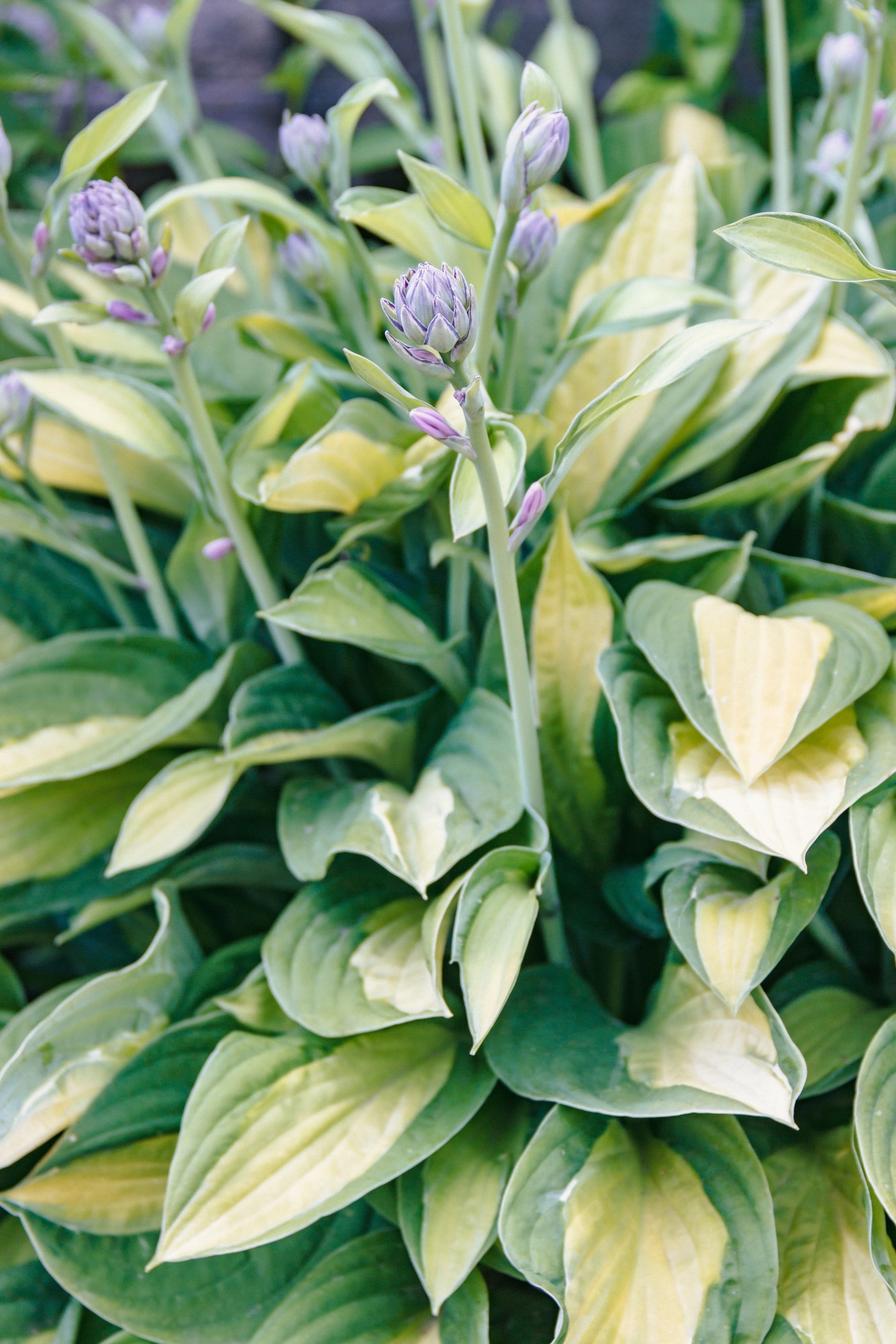 green and cream colored hosted plant with thin flower spikes