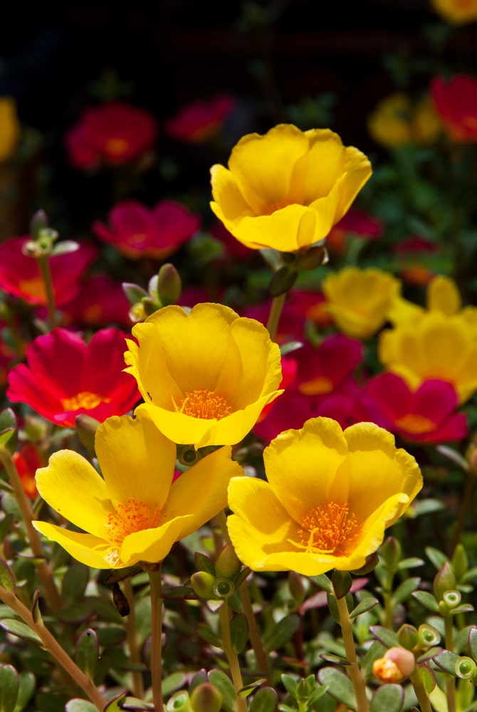 Moss rose succulent flower - yellow and red flower petals