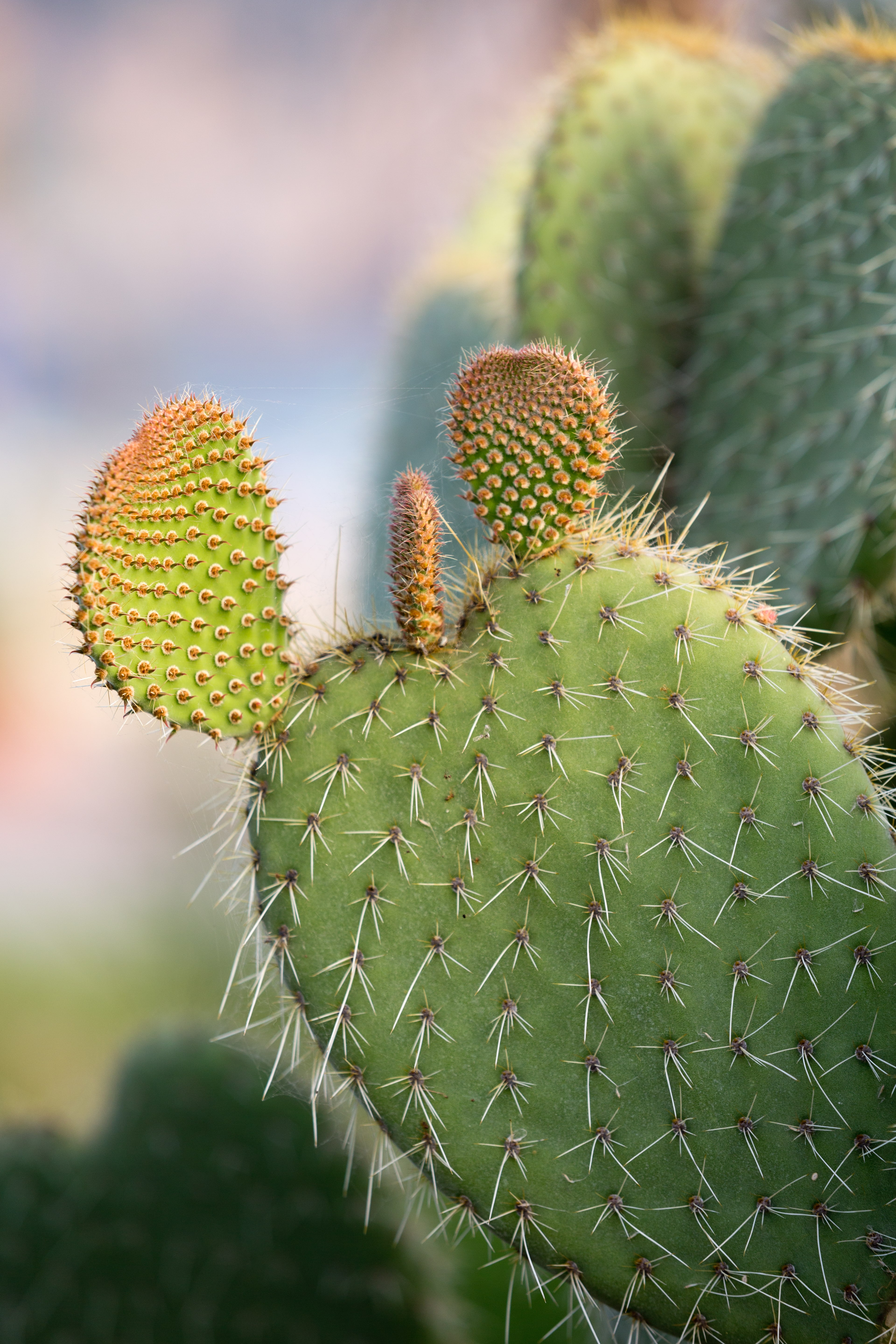 Prickly pear cactus with large leaves and long spikes