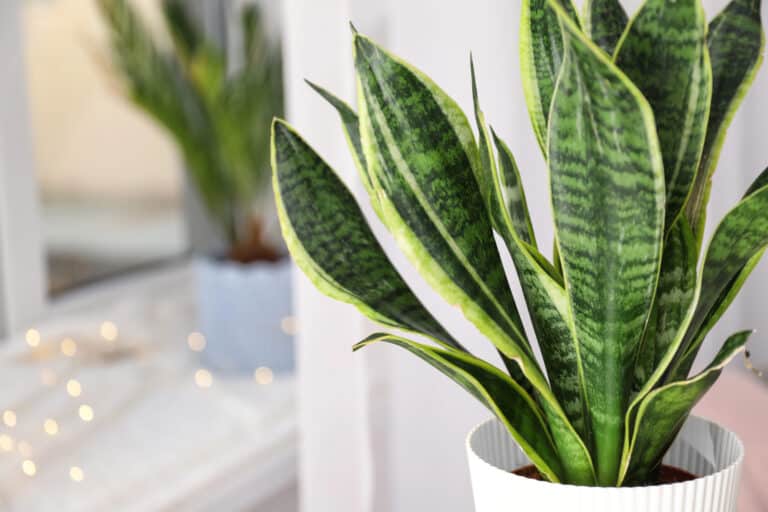 How to Care for Snake Plants: The Easiest Houseplant You’ll Ever Own