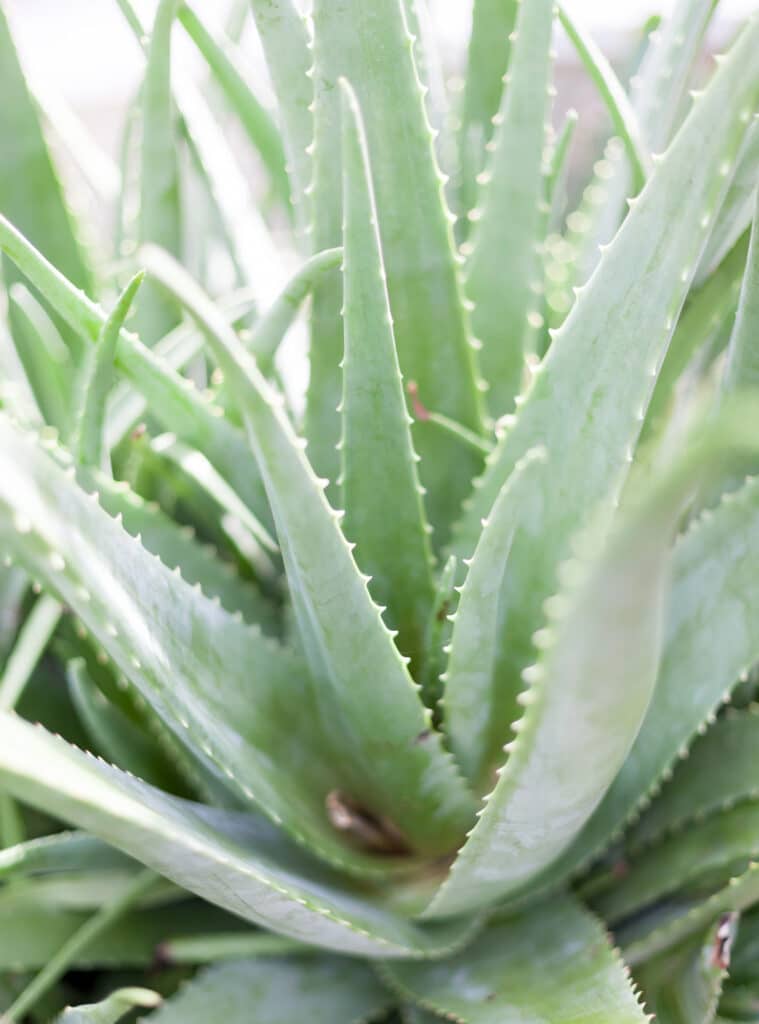 Aloe vera leaves with spiky tips