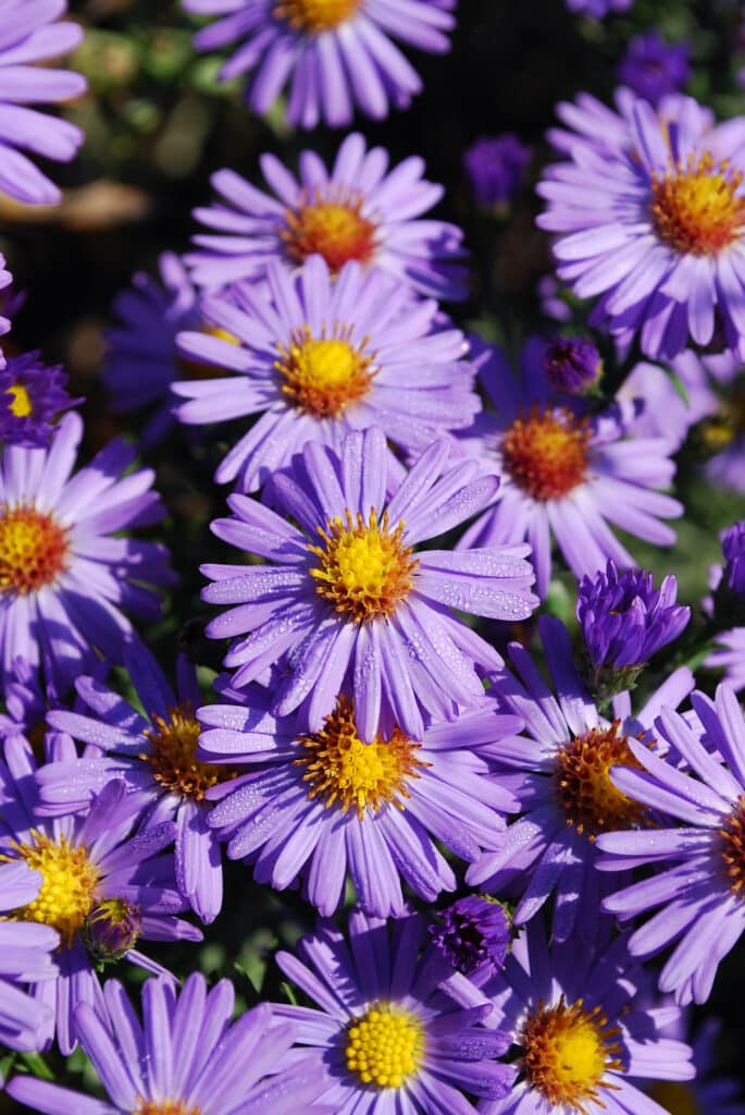 Asters with purple flower petals and yellow centers
