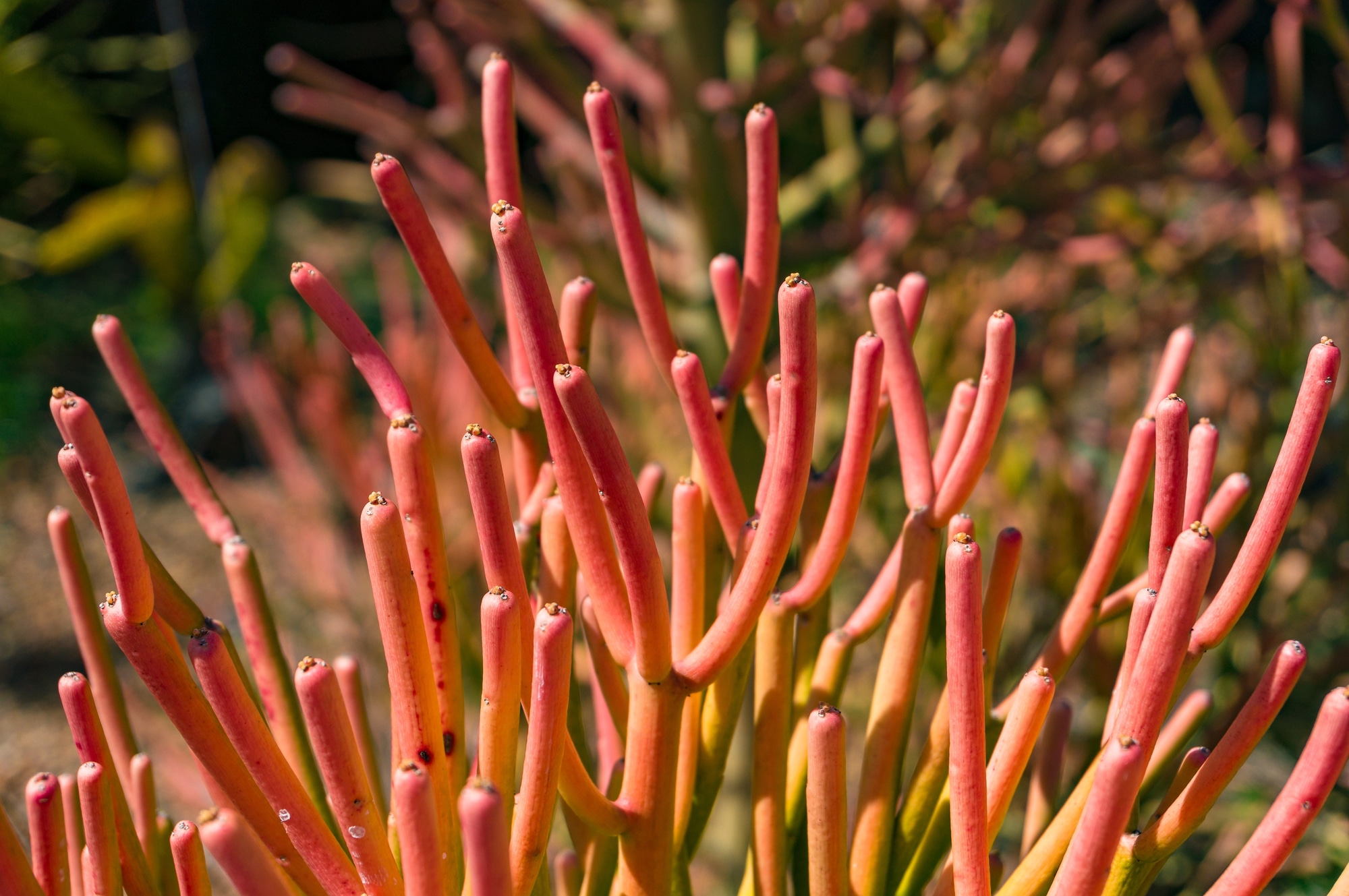 Firestick succulent