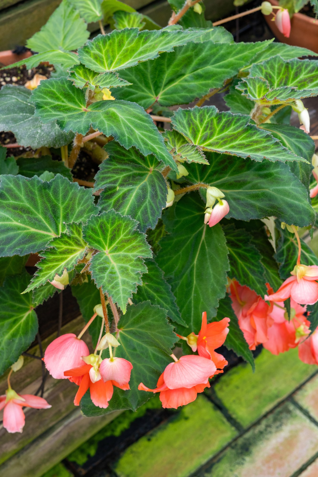 Hardy begonia plant with large green leaves and pink flower blooms