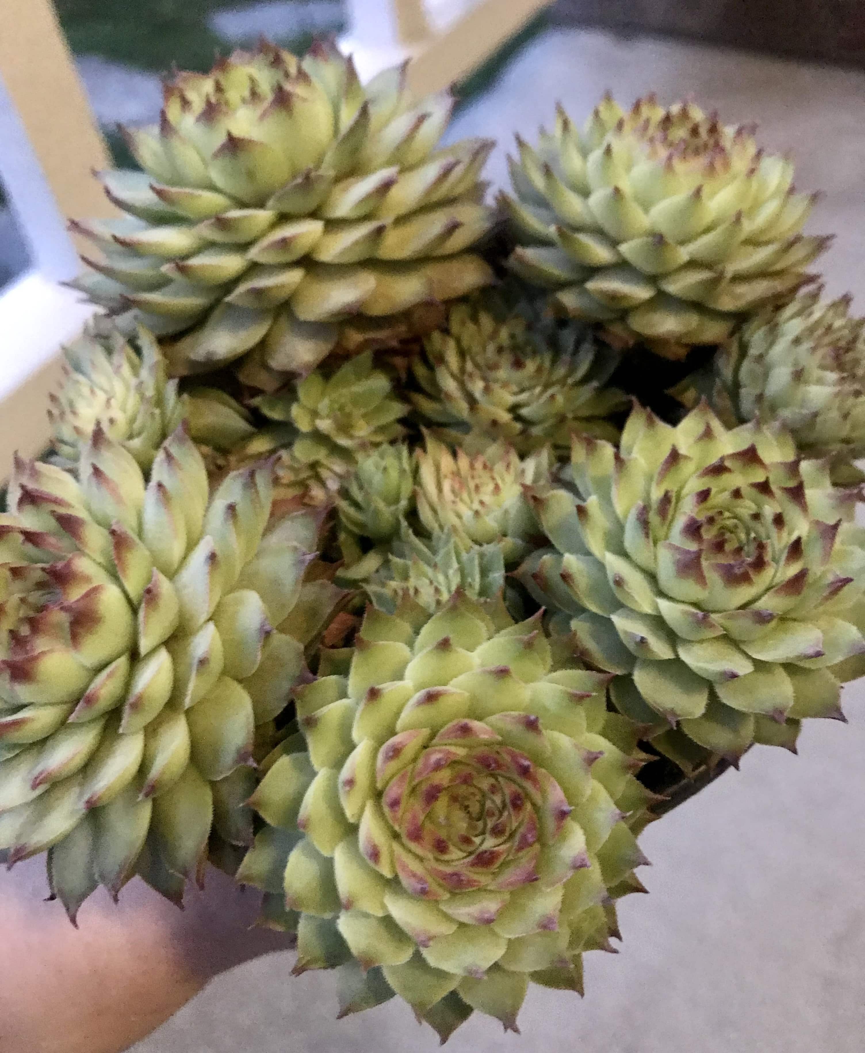 Sempervivum hens and chicks succulents