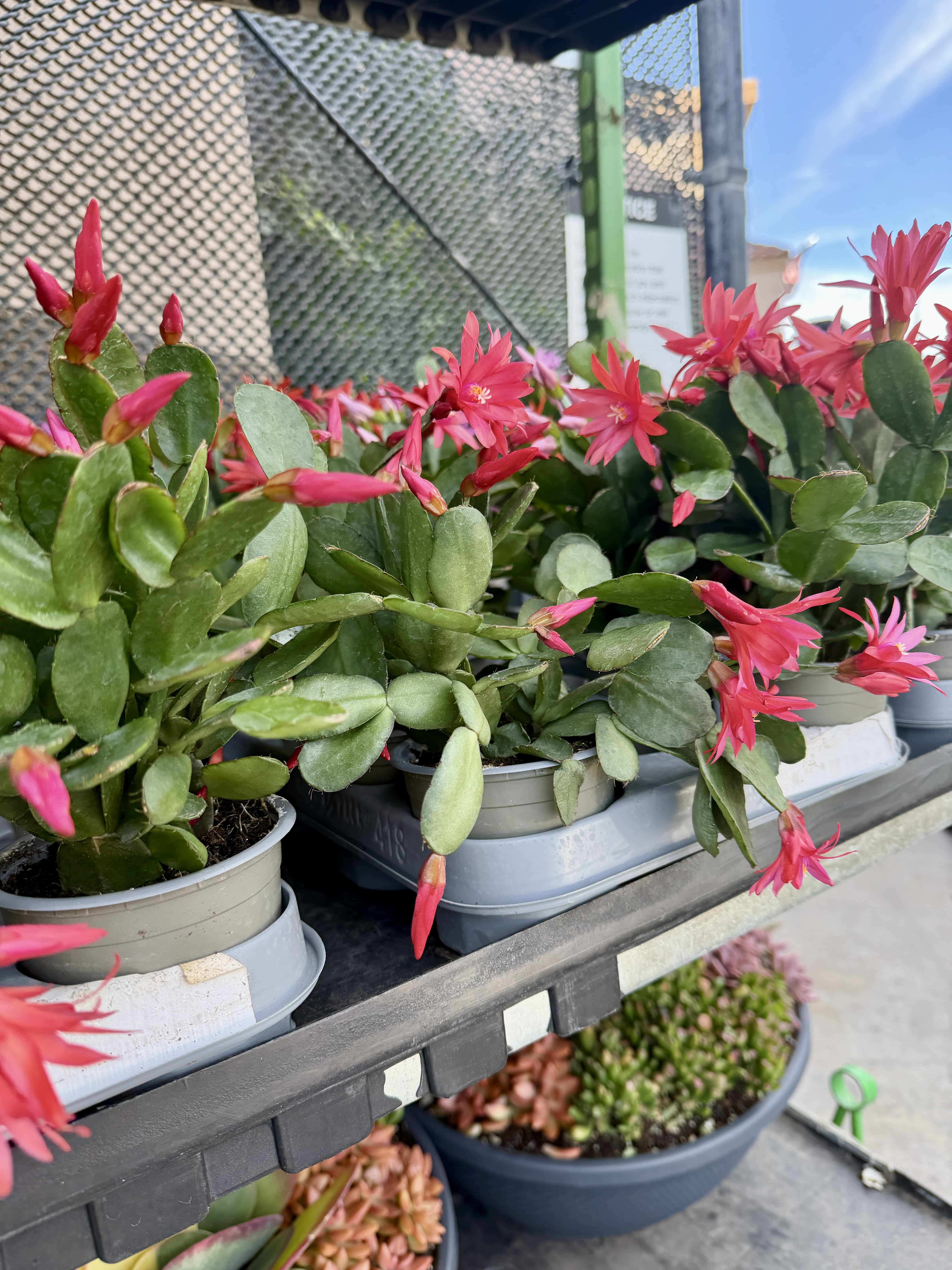 Easter Cactus at the Garden Center