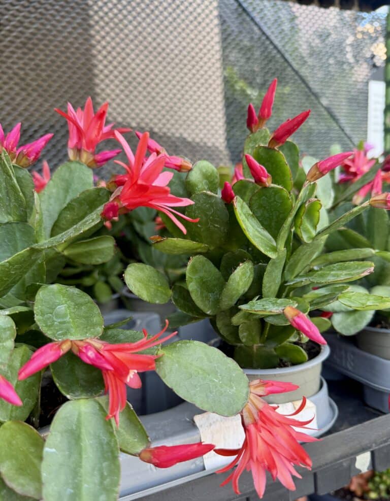 Easter Cactus growing in plastic pots. Green leaf segments with bright red flower blooms.