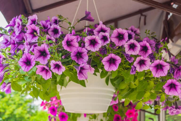How to Make Hanging Baskets Look Full (Even When Plants Are Small)